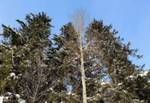 ЛизаАлерт активно ищет троих детей в Звенигороде lizaalert aktivno ishhet troih detej v zvenigorode-infovzor-ru-0