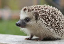 Москва готовится к пробуждению ежиков и змей весной moskva gotovitsya k probuzhdeniyu ezhikov i zmej vesnoj-infovzor-ru-0