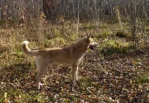 Новые открытия Института проблем освоения Севера ТюмНЦ СО РАН novye otkrytiya instituta problem osvoeniya severa tyumncz so ran-infovzor-ru-0