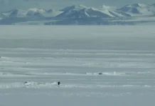 Пингвины из Цюриха и Тенерифе: долгая жизнь, быстрая старость pingviny iz czyuriha i tenerife dolgaya zhizn bystraya starost-infovzor-ru-0