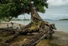 EMSC сообщил о сейсмическом событии у берегов Вануату soobshhil o sejsmicheskom sobytii u beregov vanuatu-infovzor-ru-0