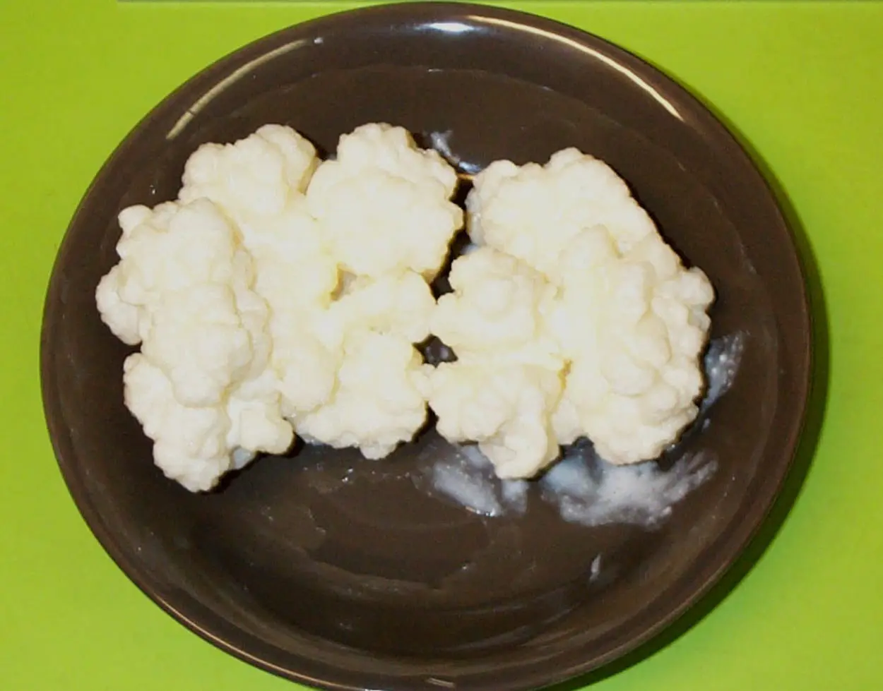 Заира Хараева КБГУ: кефирные зерна полезны при язвенном колите-0