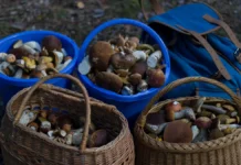 igor pozdnyakov iz roskachestva zashhita gribov krasnoj knigi vazhna-infovzor-ru-0