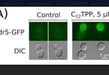 МГУ: роль АВС-переносчиков в устойчивости патогенных грибов mgu rol avsperenoschikov v ustojchivosti patogennyh gribov-infovzor-ru-0