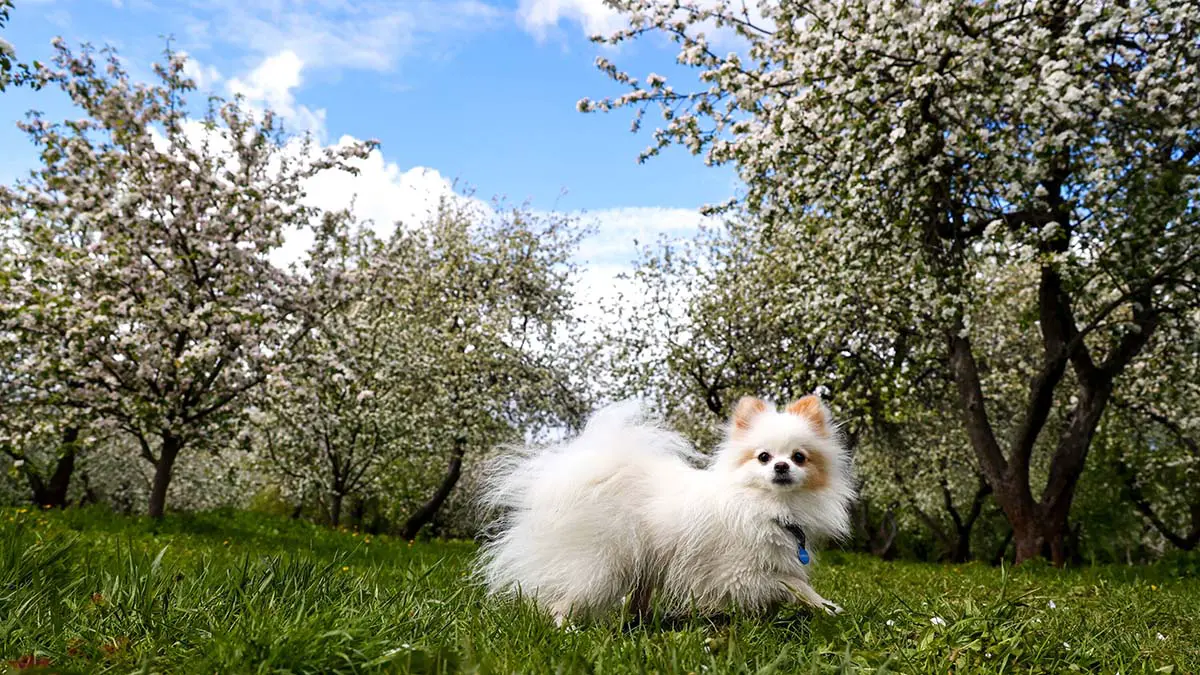 Синоптик Леус рассказал, когда в Москве потеплеет до плюс 18 градусов