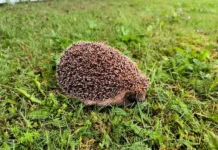 minekologii mo zhdet probuzhdeniya ezhej i gadyuk-infovzor-ru-0