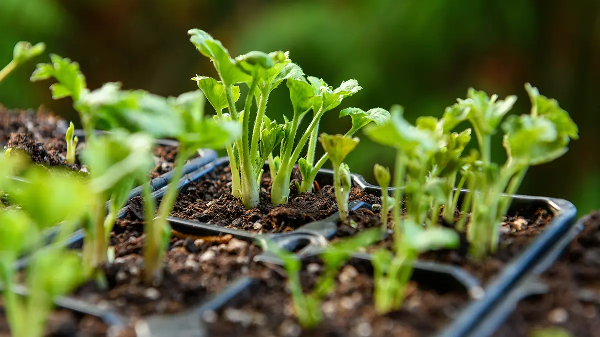 Как спасти растения от майских заморозков