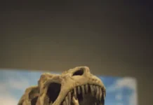 udivitelnye nahodki shestakovo kemerovskij muzej i psittakozavr sibirskij-infovzor-ru-0