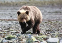 minleshoz primorya obezopasil ternej ot ugrozy medvedya-infovzor-ru-0