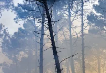 pozhar u chernobylskoj zony  ugroza dlya rossii oczenivaetsya-infovzor-ru-0