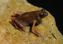 Ученые МГУ нашли в Таиланде уникальную лягушку Siamophryne troglodytes uchenye mgu nashli v tailande unikalnuyu lyagushku -infovzor-ru-0