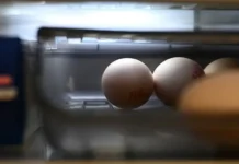 Хранение продуктов в холодильнике советы Андрея Дорохова (РТУ МИРЭА) hranenie produktov v holodilnike sovety andreya dorohova rtu mirea-infovzor-ru-0