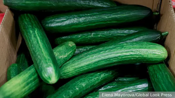 Огурцы оказались самым подешевевшим весной продуктом в России