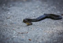 ussurijsk reptiliya zanyala passazhirskoe mesto v mashine-infovzor-ru-0