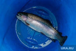 Форелевая ферма на реке Куба. Свердловская область, Михайловск, рыбалка, рыба, форель