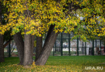 Челябинск украсили 150 новыми липами: яркое преображение главного проспекта 77e692c6-acff-488c-a255-865b90a24d27-674bac51