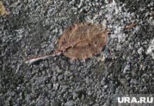 Свердловская область готовится к приходу осенней прохлады Заморозки. Тюмень