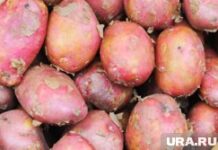 Алексей Текслер на открытии выставки АГРО-2024. Челябинск