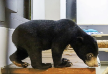 Московский зоопарк приветствует новых малайских медвежат 933b33db-18b0-462f-aeda-1bd14c285939-6793e4d4