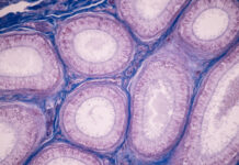 Научный прорыв: разгадана загадка формирования первых живых клеток на древней Земле de794967-5713-4630-9106-1a0f886b7dd4-677b3d22