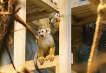 Радостное пополнение в семье беличьих саймири Московского зоопарка f8df5f0d-deb8-4f0b-bd34-8359fd74f6ae-67780b9c