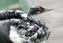 На Кубань доставили современное оборудование для очистки акватории от нефтепродуктов 022b78ab-452f-41df-b1a2-852c2e3dd241-67c0f274