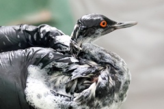 В Анапе открыли штаб по отлову пострадавших от мазута птиц