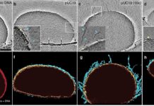 141c2dcb-a81f-4087-b7a4-df0edd78e215-67c43e60 - stanural