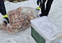 На Сахалине задержали группу браконьеров с крабами на сумму 1,3 млн рублей 17337a07-4995-41ca-9c3b-0ee7fee719a6-67bd865e