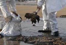 Успешная очистка побережья Кубани: МЧС отчиталось о масштабных результатах 4b903d3d-f219-405d-8b59-2c6b731bb6e9-67c6de27