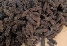 Бдительные пограничники Приморья предотвратили контрабанду ценного морского деликатеса 5077b40f-700d-4122-8d7a-d7746fbe5a52-67c3707d