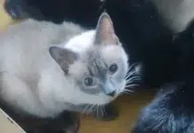 97979d0e-f3f4-4c14-9235-2c1f7a3475ca-67a5303d