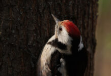 Большой пёстрый дятелСоревновани