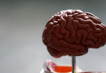 Впечатляющие способности человеческого мозга: обработка информации на невероятных скоростях a70dc8e1-eed8-417a-9860-9ad59039a746-67bf7fd2