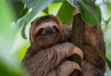 Удивительное открытие: древние люди и гигантские ленивцы жили в гармонии тысячи лет ThreeToedSlothInTreeInCostaRicaRainforest