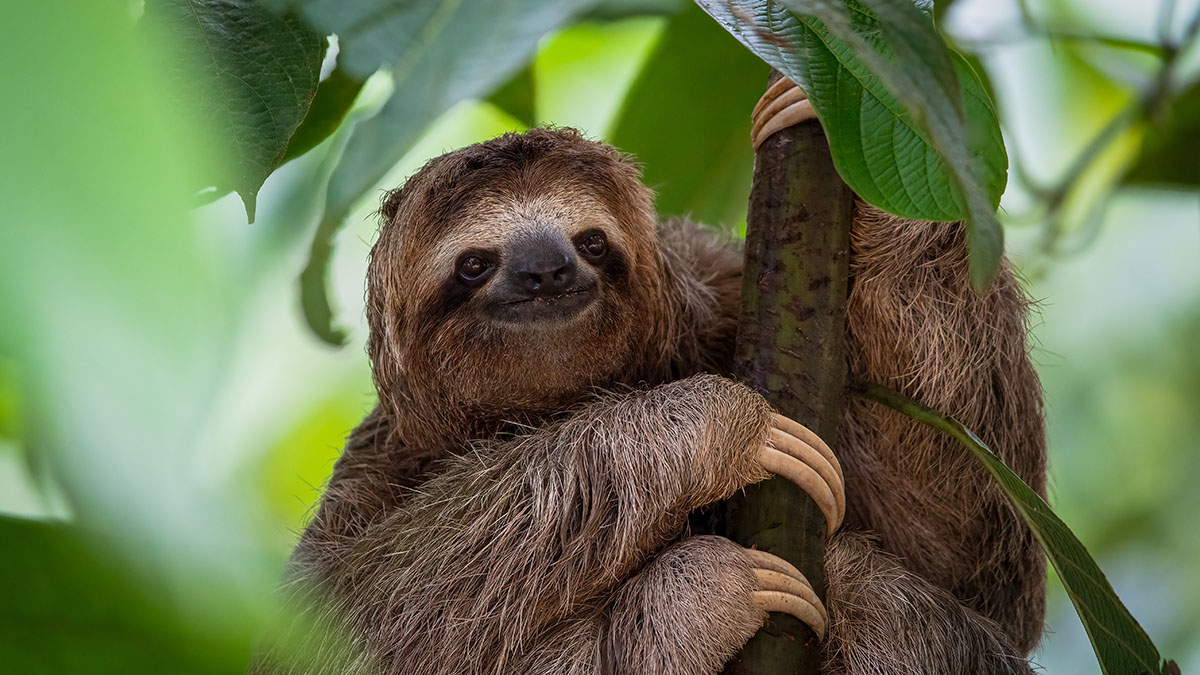 Ученые: Гигантские ленивцы тысячелетиями жили вместе с древними людьми