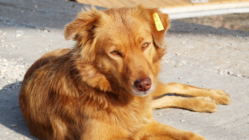 В Татарстане напомнили о необходимости чипирования собак до 1 июля