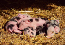 Новое открытие в репродукции свиней улучшит эффективность животноводства 0fe7f276-5012-466e-9423-6ab0826aed17-67ec2af5