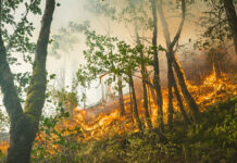 Беспрецедентная мобилизация служб спасения в борьбе с пожарами в Лос-Анджелесе 36f591db-a719-49b2-8383-4ed291d01b49-67d3b021