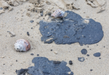 Оперативное реагирование на выбросы нефтепродуктов в Краснодарском крае 39c57236-fcb1-47d8-bdb8-0dd59d80bc5f-67d996ed