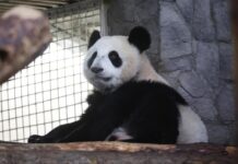 Восхитительная панда Катюша радует посетителей Московского зоопарка 3d6b25a8-1311-43bf-b14d-70e1a4af19e8-67e6b296