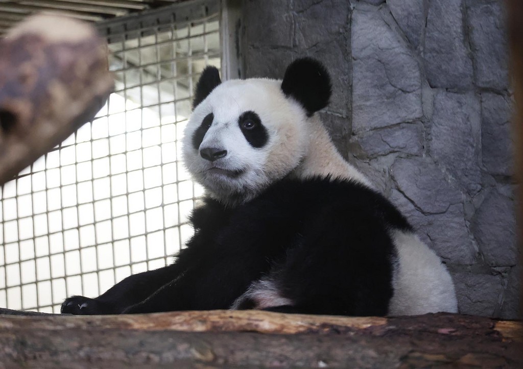 Панда Катюша