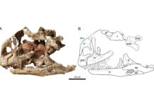 Удивительная находка древнего динозавра в Китае 5219c4f7-f79a-4868-8e34-9a8f448d3ba3-67d9fb06