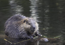 Удивительные обитатели природных территорий Москвы 53148c8a-40c9-49d6-a2bf-e6a5778db358-67e6aea0