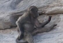 Захватывающее исследование самосознания павианов через зеркальный тест 85f681c0-651c-4367-b287-dffdd1bc05f6-67e565b6