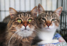 Выставка-пристройство животных из городских приютов на фестивале Территория будущего Москва 2030