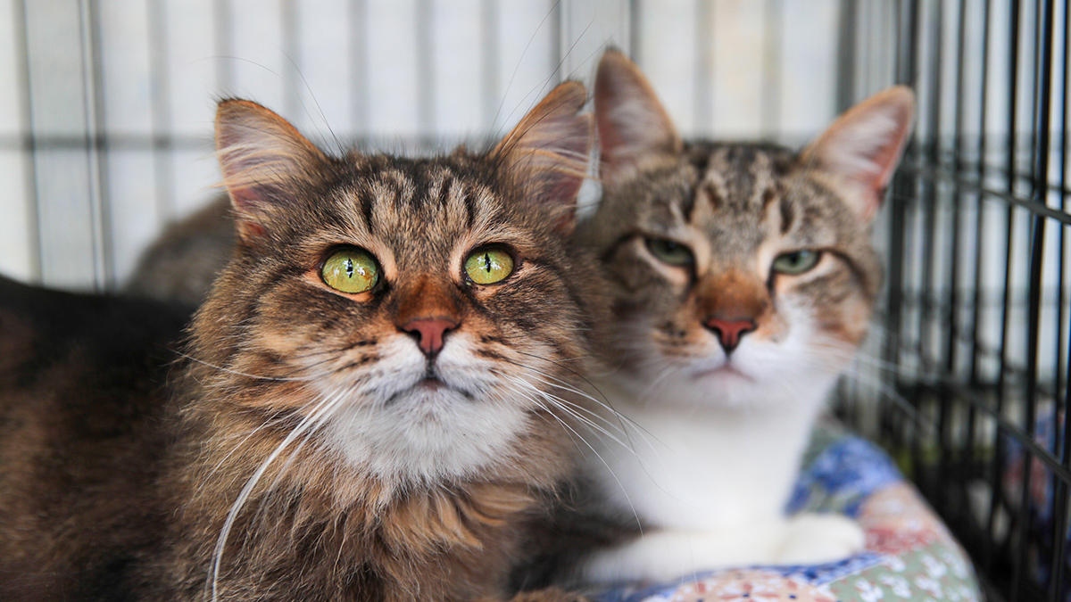 Ветеринара из Подмосковья требуют наказать из-за гибели питомцев