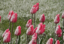 Цветущие тюльпаны во время снегопа