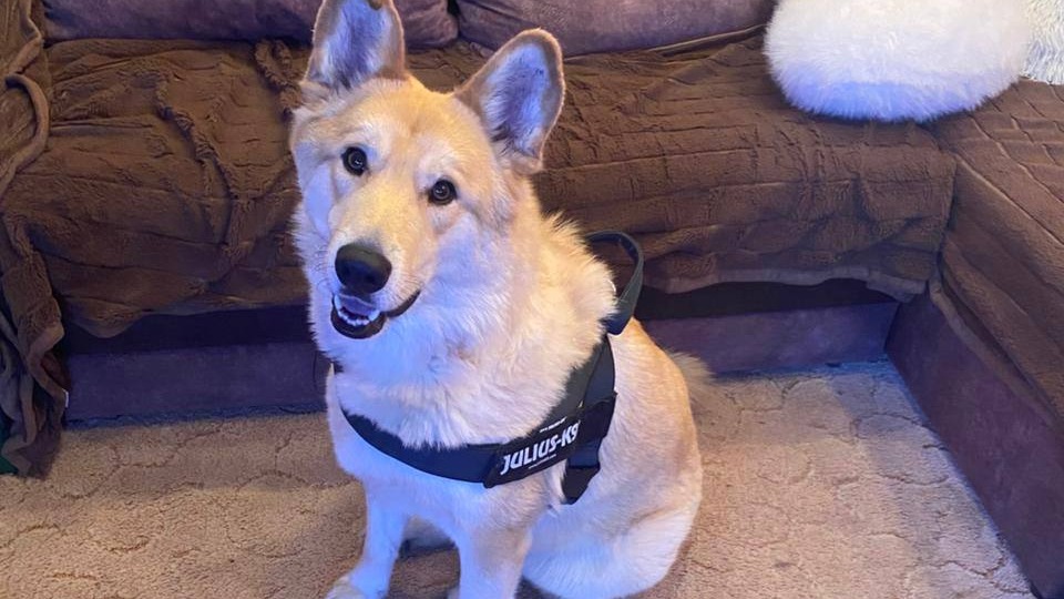 Собаку Лаки спасли от пытавшего ее съесть живодера в Камчатском крае