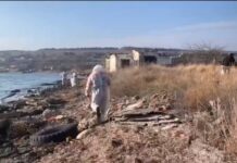 Масштабная очистка побережья Крыма от загрязнения bd22cfb2-170c-469f-83cb-556d81140a8c-67d5bacb